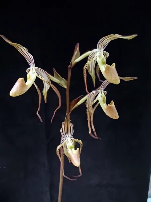 Image of Paphiopedilum intaniae 1